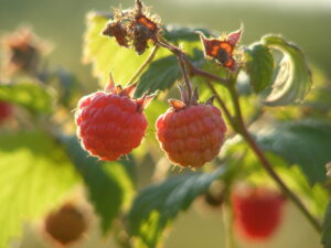 Your 2024 End-of-Summer DC-Area Bucket List