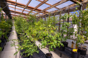 A Visit With DC’s Quarantined New Cherry Trees