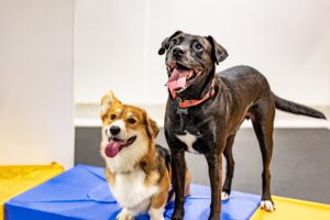 How to Celebrate National Dog Day Around DC