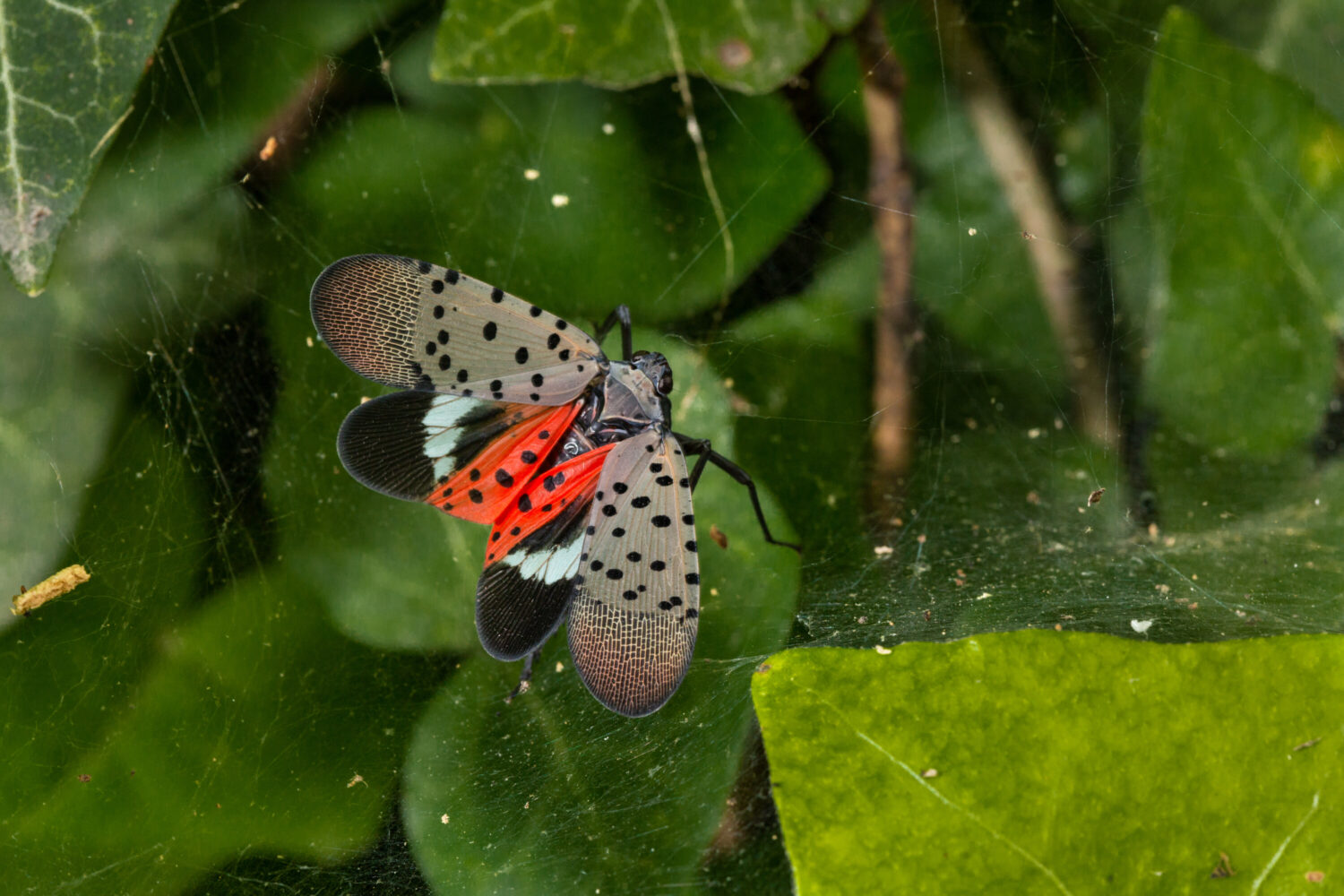SLF-spotted lanternfly (Lycorma delicatula) adult winged, in Pennsylvania, on July 20, 2018.