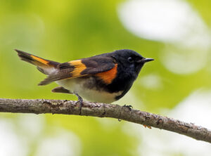Millions of Birds Are Flying Over DC. Here’s How You Can Keep Them Safe.
