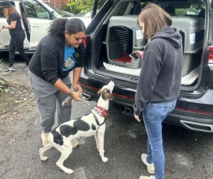 Here’s How to Help Animals Affected by Hurricanes Helene and Milton in DC-Area Shelters
