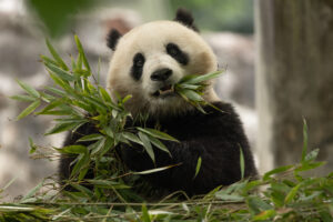 Pandas Bao Li and Qing Bao Will Meet the Public on January 24