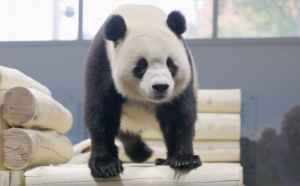 Are the Pandas Truly Ready to Enter the DC Dating Scene? A Washingtonian Analysis.