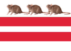 Is DC Really the Most Rat-Infested City in America?