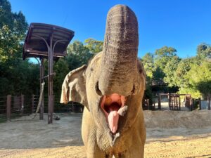 The Internet Is Projecting Its Election Anxiety Onto the Death of a National Zoo Elephant Named Kamala