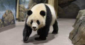 How to See the New Pandas at the National Zoo