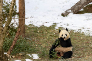 The Pandas Are BACK, Baby!