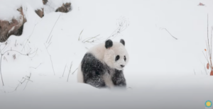 VIDEO: Watch the National Zoo’s New Pandas Play in the Snow