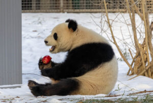 PHOTOS: DC’s New Pandas Make Their Public Debut