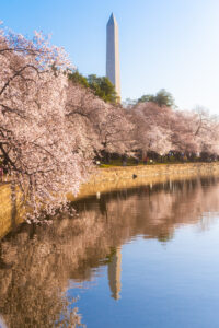 Your DC Cherry Blossom Questions, Answered