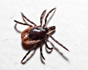 The Vermin Are Coming, DC