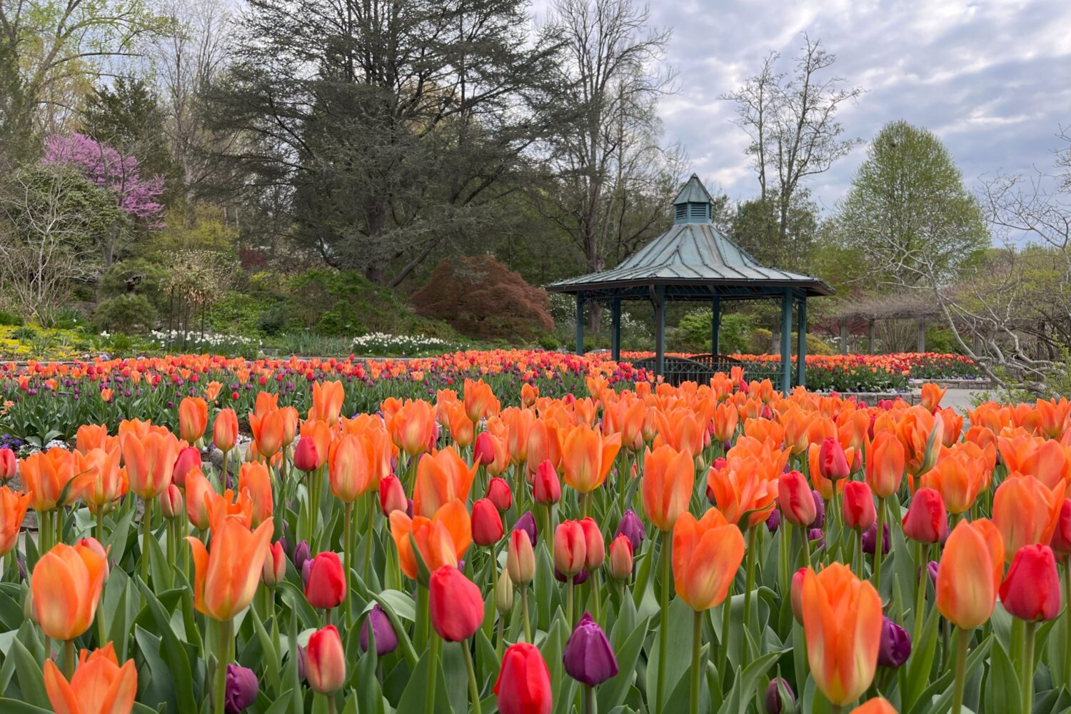 The tulips at Brookside Gardens. Photograph by Erin Pant, Montgomery Parks, MNCPPC, from Montgomery Parks on Flickr.