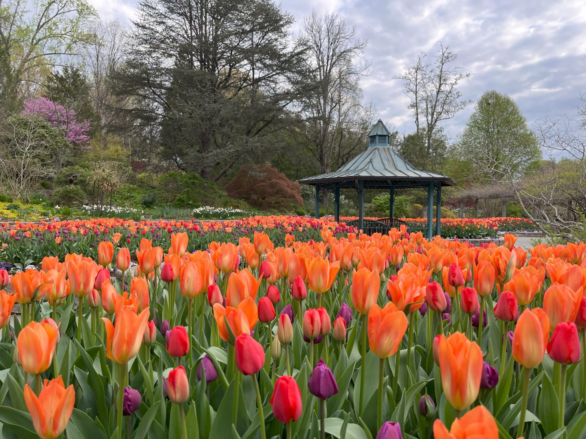The tulips at Brookside Gardens. Photograph by Erin Pant, Montgomery Parks, MNCPPC, from Montgomery Parks on Flickr.
