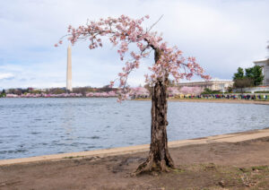 Stumpy Stans Can Now Preorder a Bobblehead of the Beloved Tree