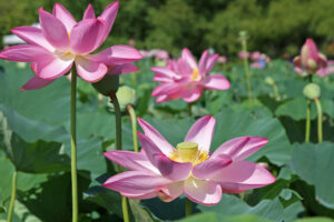Lotuses and Water Lilies Are Starting to Bloom at Kenilworth Aquatic Gardens