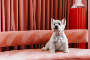 Dog-Friendly Experiences in the DC-Area Your Pet Will Love