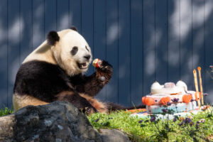 PHOTOS: The Panda Bao Li Turned Four Today. The National Zoo Threw Him a Party.