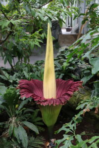 A “Corpse Flower” That Smells Like Rotting Meat Is in Bloom at the Botanic Garden